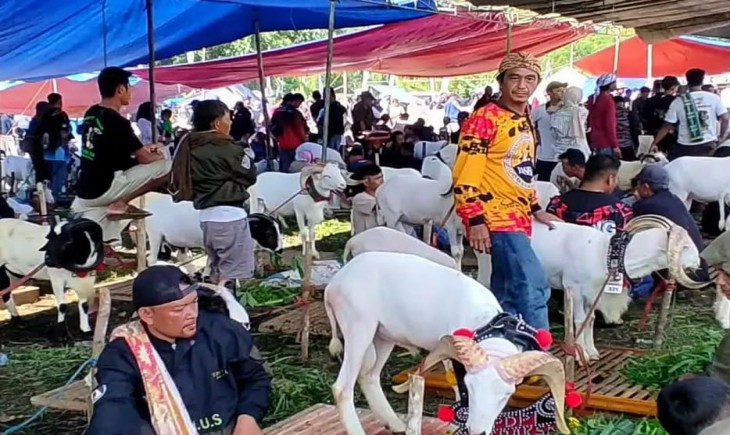 Pesta patok ini tidak hanya diikuti oleh domba jantan saja, tetapi juga domba dan kambing