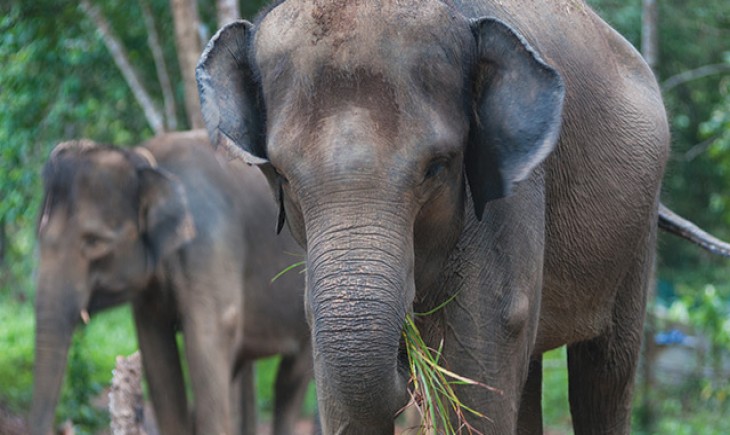 Gajah Sumatera rusak 38 hektare kebun sawit di Aceh Barat. (Foto : Animalium)