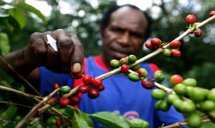 Ilustrasi - Abraham memetik buah kopi Arabika di kampung Wouma, Wamena, Papua.(Foto : ANTARA/OKA BARTA)