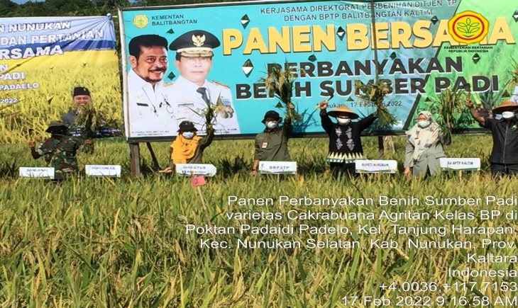 Foto : Panen Perdana Padi di Lahan Milik Kelompok Tani Padaidi di Kelurahan Tanjung Harapan.