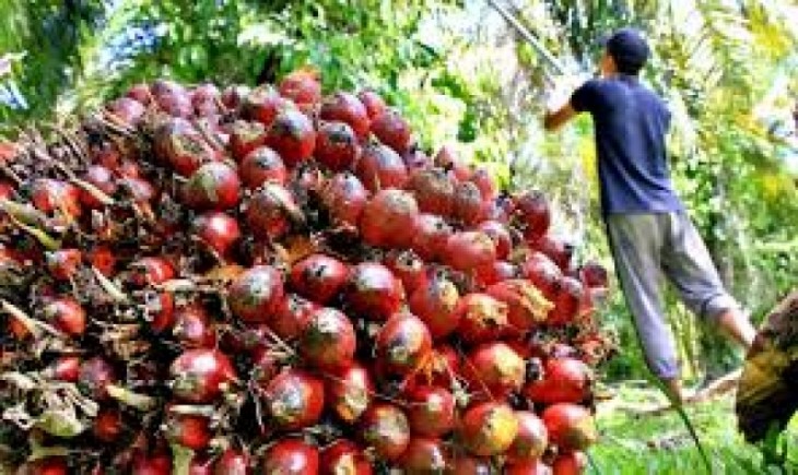 GAPKI Penurunan ekspor minyak sawit Indonesia pada bulan ini. (IST)