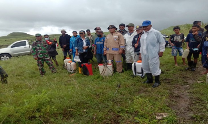 Foto : Gerdal Hama Belalang Kembara Di Sumba Timur.