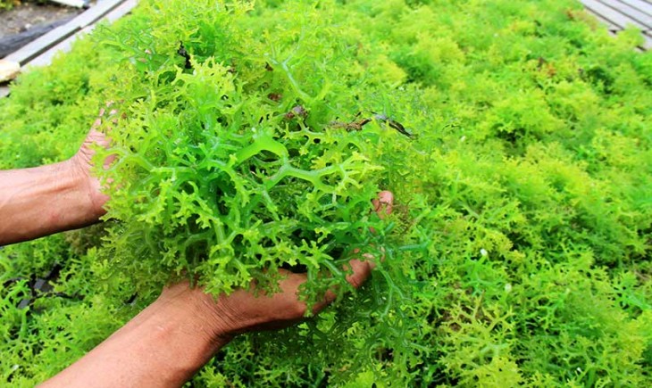 Foto : Minat Pasar Ekspor Terhadap Komoditas Rumput Laut dari Batam. Sumber Foto : foto.bisnis.com