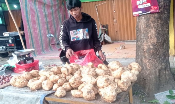 Seorang pedagang subuh di Pasar Rangkasbitung Kabupaten Lebak menjual hasil komoditas palawija jenis ubi jalar dengan harga Rp6.000/kg (Antara)