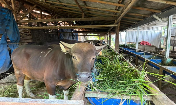Hewan Qurban di Kabupaten Bogor (Pemkab bogor)