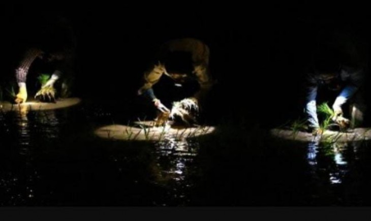 Petani di pinggiran Hanoi negara Vietnam menanam padi pada malam hari untuk menghindari gelombang panas (CNN Indonesia)