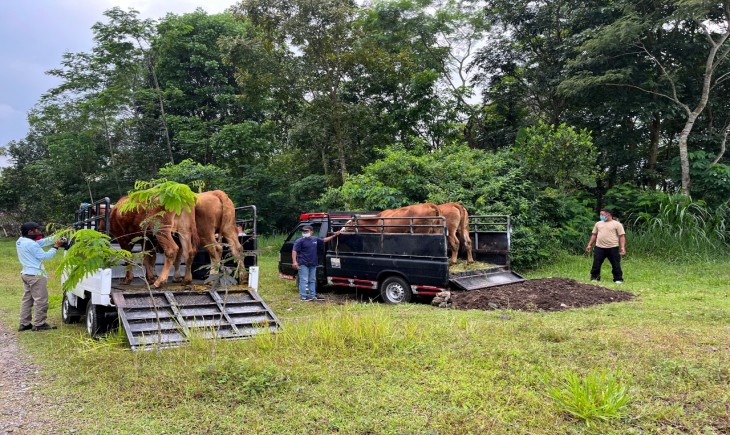 Foto : Pedoman Penanganan Evakuasi Ternak.