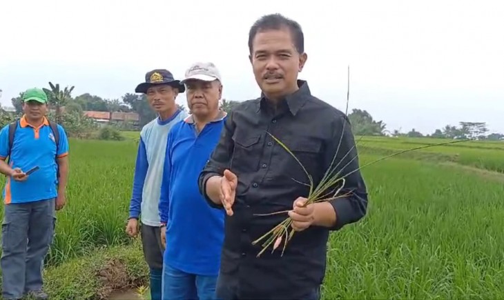 Dirjen Tanaman Pangan, Suwandi ke lokasi pertanian di Desa JonggoL, Kecamatan Jonggol, sistem pertaniannya sudah berjalan dengan baik. (Foto: Dok. Kementan)