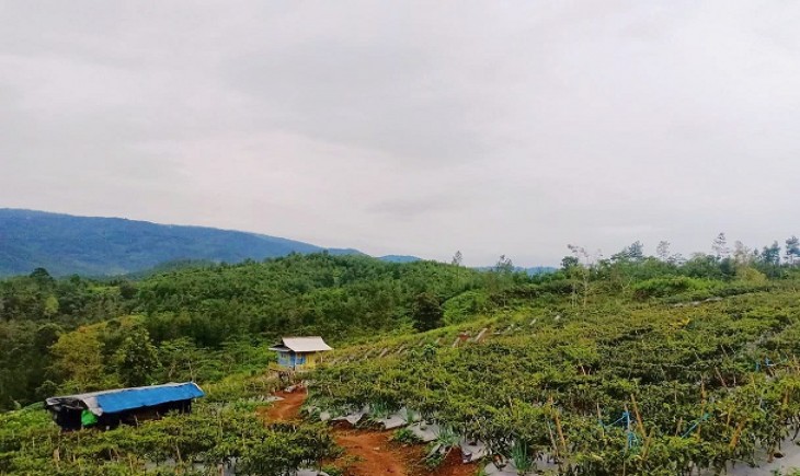 Foto : Kelompok Tani Milenial Mampu Menciptakan Gebrakan Baru Dalam Pemasaran Cabai di Cilacap. 