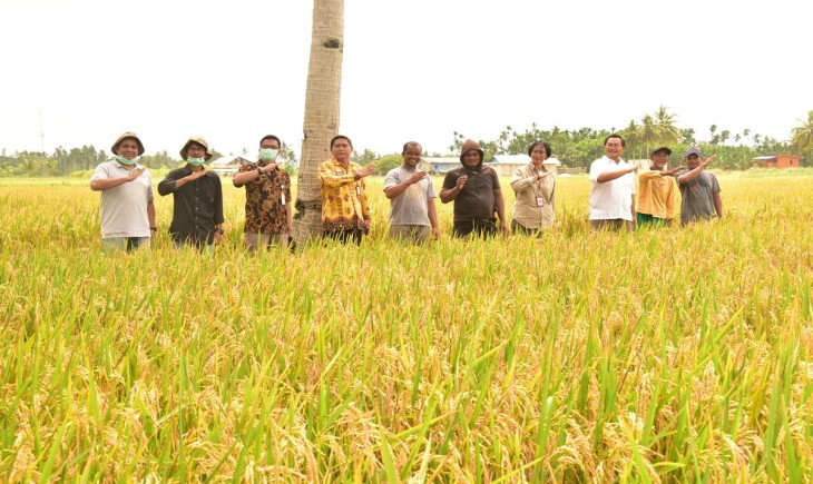 Foto : Kepala Biro Humas dan Informasi Publik, Kuntoro Boga Andri Saat Meninjau Lahan Budidaya Padi Untuk Sumber Benih di Kampung Koya Barat, Distrik Muara Tani, Kota Jayapura.
