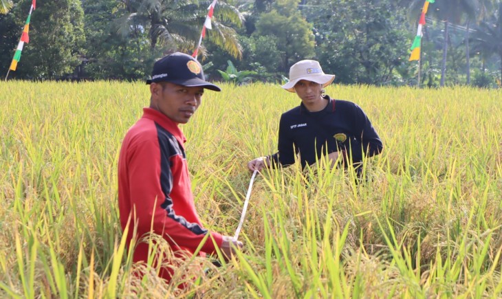 Foto : Ilustrasi Petani Panen Padi.
