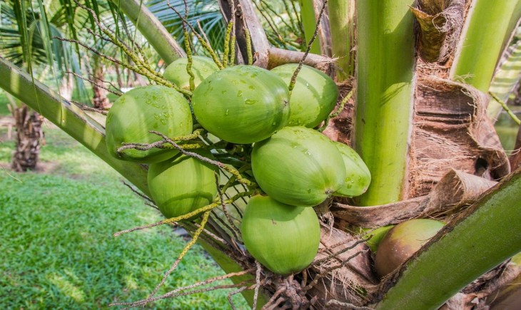 Kaltim siapkan perkebunan kelapa genjah berbasis benih unggul. (Foto : Pixabay)
