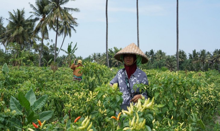 Panen dan tanam cabai di Lombok Timur.
