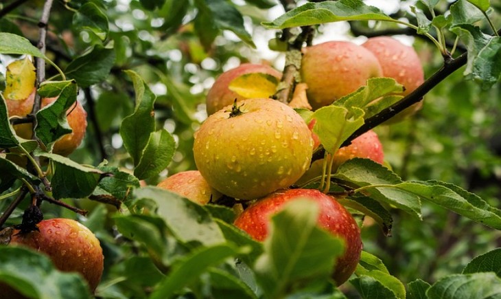 Buah penurun gula darah yang aman untuk penderita diabetes. (Foto : Pixabay)