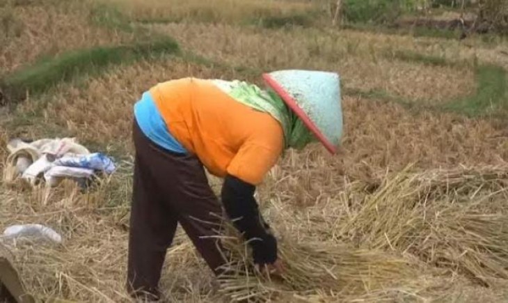 Kondisi gagal panen di lahan sawah milik petani Kabupaten Bogor.