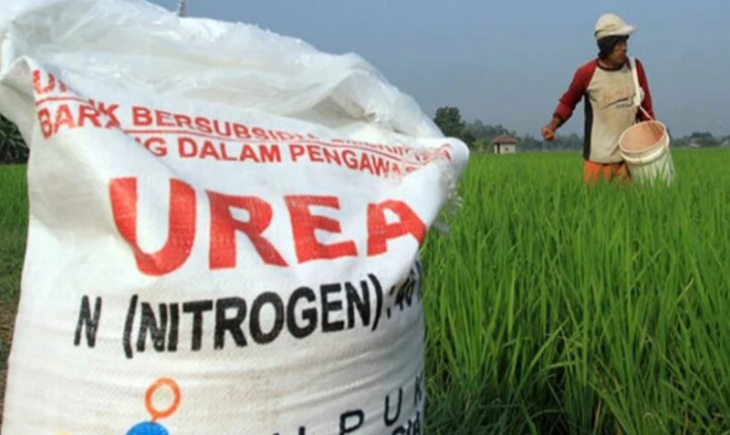 Ilustrasi pupuk subsidi. (ist)