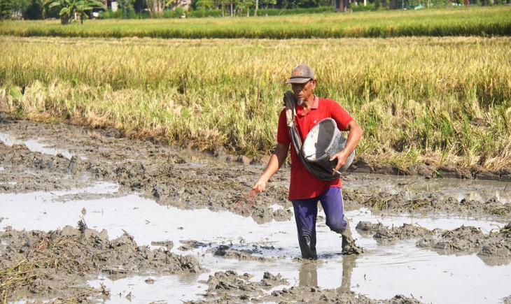 Kegembiraan Petani dari Harga Pupuk Turun 20%, Biaya Ringan, Harapan Panen Meningkat. (Foto: dok. Kementan)