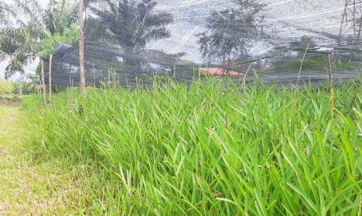 Foto : Ditjen PKH Melepas Varietas Rumput Steno Agrinak (Stenotaphrum secundatum var. Steno Agrinak) Sebagai Varietas Unggul Tanaman Pakan Ternak.