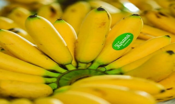Foto : Pisang Mas Kirana.