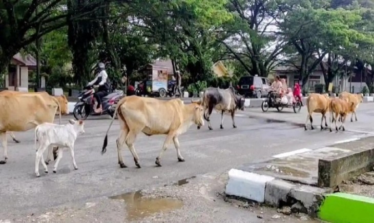 Gerombolan sapi dan domba di jalan dua jalur kawasan Gampong Ujung Padang, Kecamatan Susoh, pada Minggu (18/10/2026) sore. (Foto: dok. Pemkab Aceh Barat Daya)