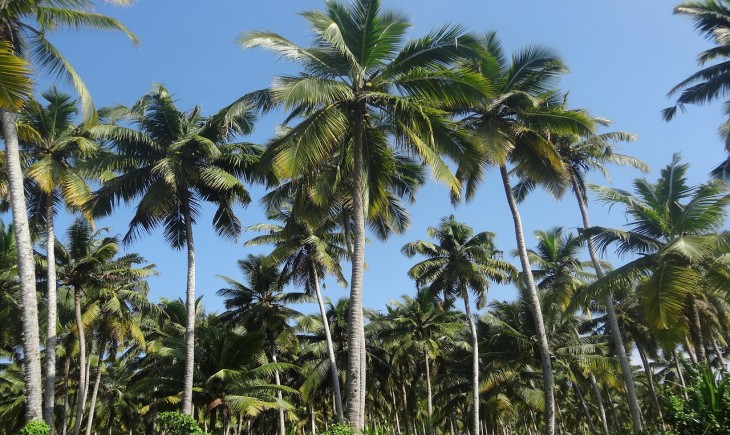 Hama ulat ancam perkebunan kelapa warga tempursari. (Foto: Pixabay)