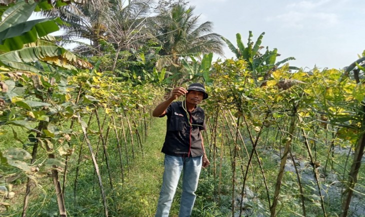 Petani Kacang panjang mengalami gagal panen (Bantennews)
