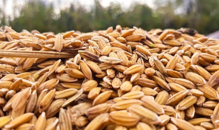 Aceh Timur siapkan lahan 32.350 hektare untuk target produksi gabah 187.630 ton. (Foto : Pixabay)