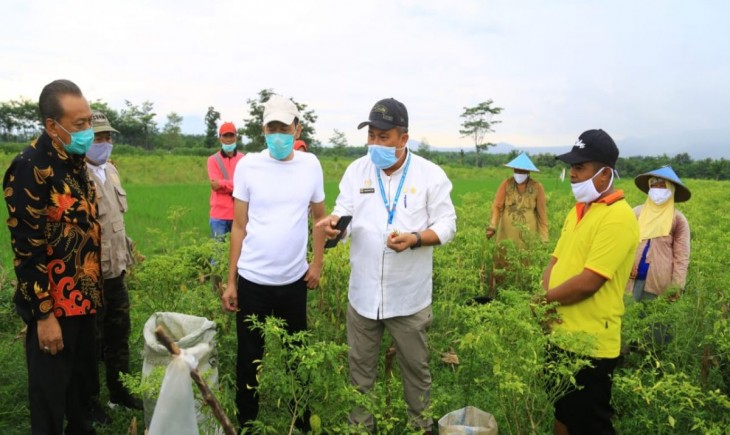 Foto : Direktur Jenderal Hortikultura, Prihasto Setyanto Saat Melakukan Kunjungan Kerja Di Lokasi Lahan Pertanian Yang Cocok Ditanami Bawang Putih. Sumber : probolinggokab.go.id
