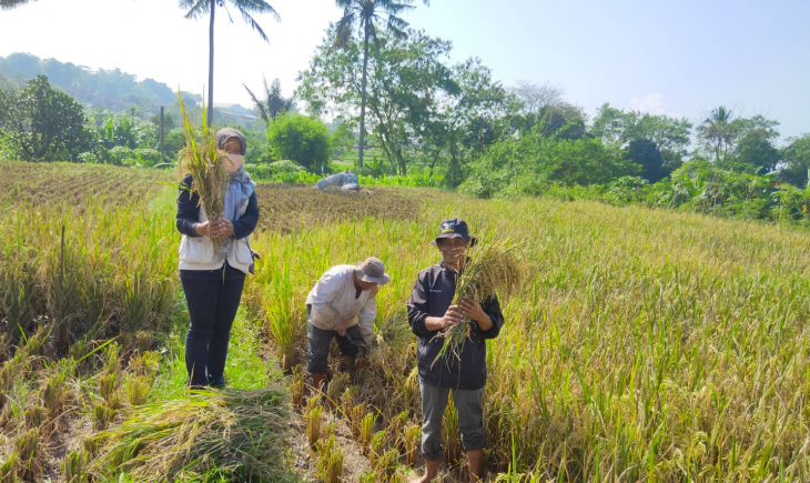 Foto : Panen di Beberapa Wilayah, Salah Satunya di Kabupaten Majalengka, Jawa Barat.