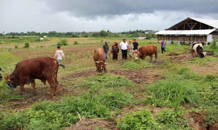 Foto : Kawasan Sistem Pertanian Terpadu (Sitandu). Sumber Foto : www.tangerangekspres.co.id
