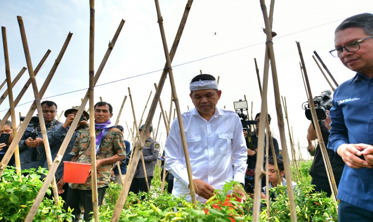 Foto: Gubernur Jawa Barat Dedi Mulyadi panen raya tanaman holtikultura agroforestri di Gunung Hejo, Kecamatan Darangdan, Purwakarta, Sabtu (5/7/2027).