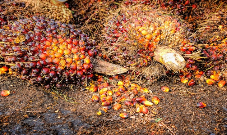 Harga TBS sawit mitra di Sumbar naik awal Desember. (Foto : Pixabay)