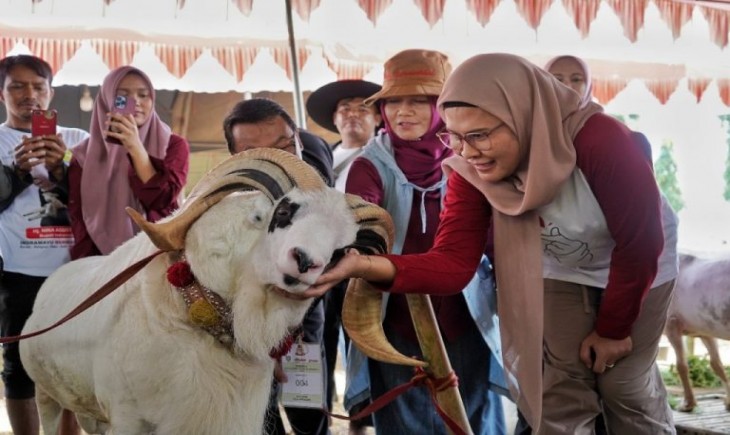 Expo dan Kontes Domba Kabupaten Indramayu 2024. (istimewa)