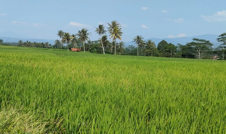 Ilustrasi area persawarah yang mendapat asuransi di Purwakarta. (Diskominfo)