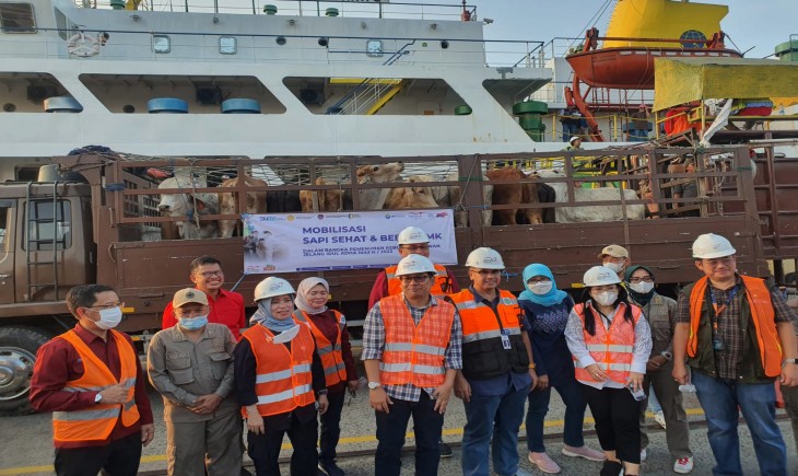 Foto : 450 Ekor Sapi yang Terjamin Bebas Penyakit Mulut dan Kuku (PMK) tiba di Pelabuhan Tanjung Priok, Minggu sore (19/6).
