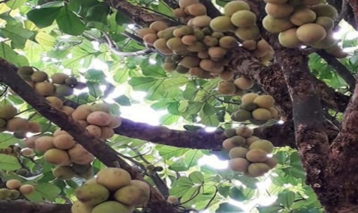 Ilustrasi Petani buah duku di Desa Rantau Ikil merasa tertekan dengan anjlok nya harga. (istimewa)