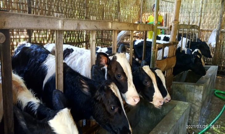 Foto : Generasi Milenial, Nur Budiantoko Sukses Budidayakan Sapi Pedet.