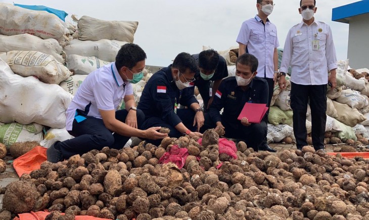 Foto : Peninjauan Budidaya Porang di Madiun, Jawa Timur.