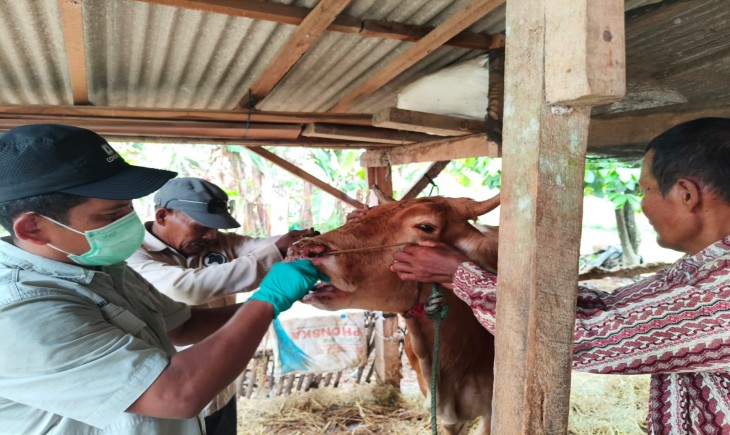 Kementan Pastikan PMK di Lampung Timur Terkendali, Vaksinasi dan Biosekuriti Diperkuat. (Foto: dok. Kementan)