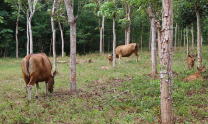 Foto : Karet Dapat Ditanam di Areal Hutan Dengan Perhutanan Sosial, Ditanam Dengan Pola Agroforestry atau Wanatani.