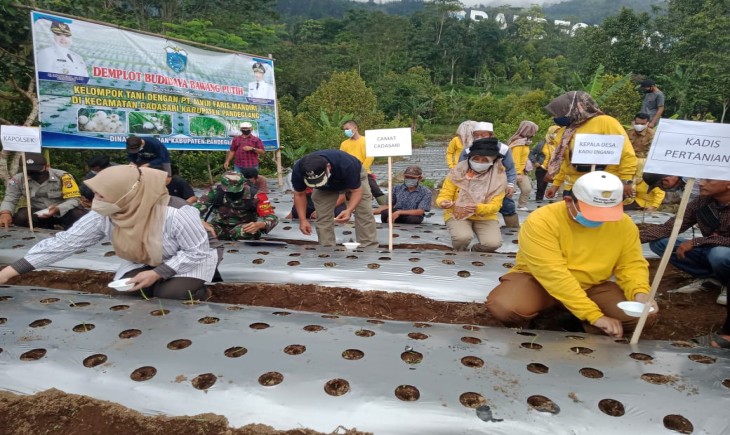 Foto : Tanam Perdana Bawang Putih di Desa Kaduengang Kecamatan Cadasari, Pandeglang.