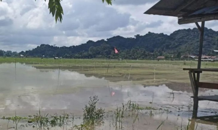 Banjir landa Samarinda, 50 hektare sawah di Lempake terancam gagal panen. (Foto : Antara)