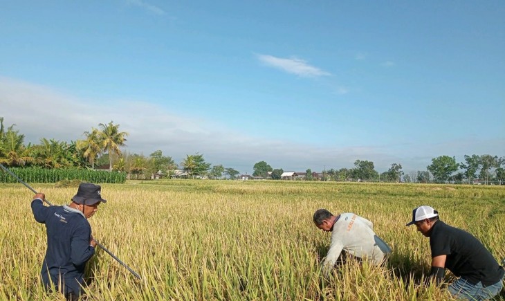 Para petani di Desa Yehembang Kangin, Kabupaten Jembrana, Provinsi Bali, telah memasuki masa panen padi. (Foto: Dok.Kementan)