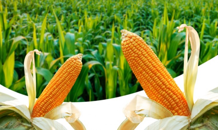 Foto : Kementan Melalui Ditjen PKH Memastikan Stok Jagung Untuk Pakan Aman dan Tersedia Cukup Untuk Kebutuhan.