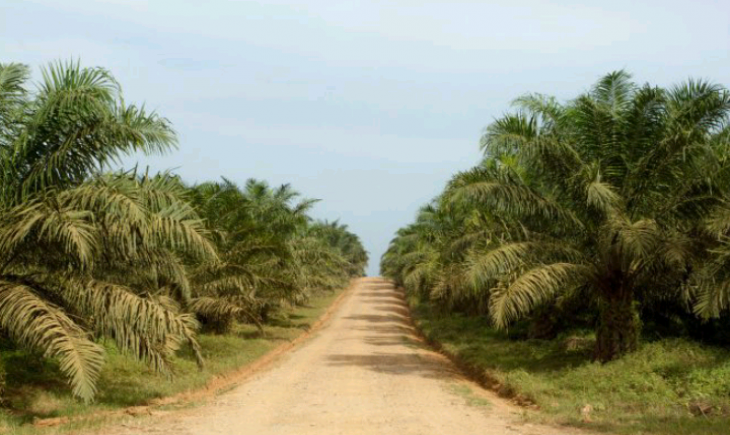 Foto : Ilustrasi Perkebunan Kelapa Sawit.