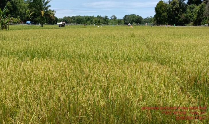 Petani di Desa Tapian Nauli III, Kecamatan Tapian Nauli, Kabupaten Tapanuli Tengah, Sumatera Utara, mengeluhkan anjloknya harga gabah kering panen (GKP). (Foto: Dok. Kementan)