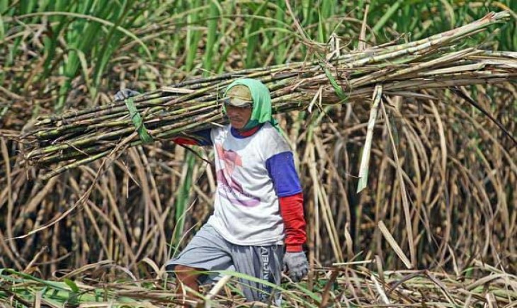 Ilustrasi petani tebu (Istimewa/Antaranews)