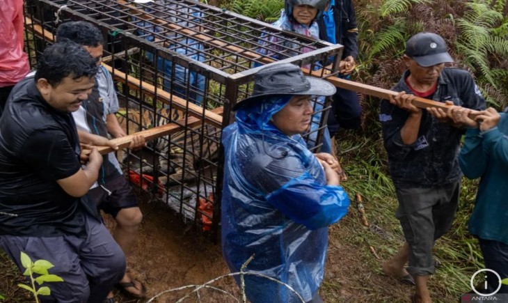 Petugas BKSDA Sumbar bersama warga mengevakuasi seekor harimau Sumatera yang masuk perangkap di Kabupaten Solok, Kamis (14/11/2024). (Foto: ANTARA/Muhammad Zulfikar)