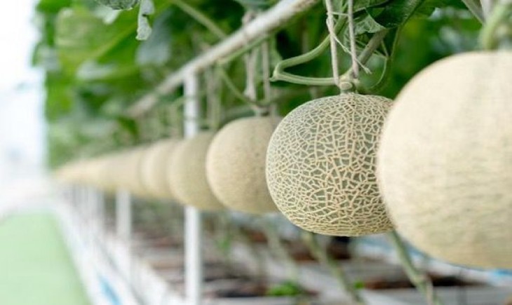 Buah melon hidroponik. (Foto: Pelatihan Hidroponik)