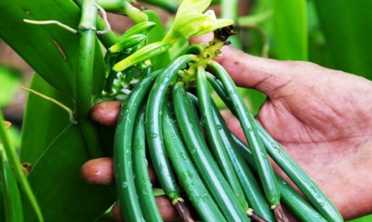 Foto : Tanaman vanili. Sumber Foto : civitas.uns.ac.id